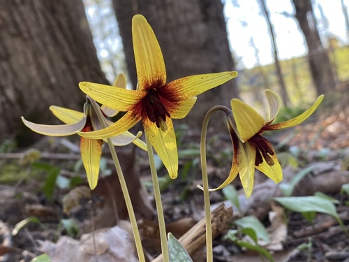 Erythronium americanum (Yellow Trout Lily)