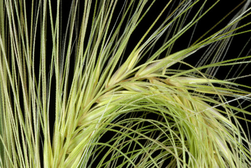Hordeum jubatum (foxtail barley) (alternate view 4)