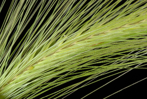 Hordeum jubatum (foxtail barley) (alternate view 5)
