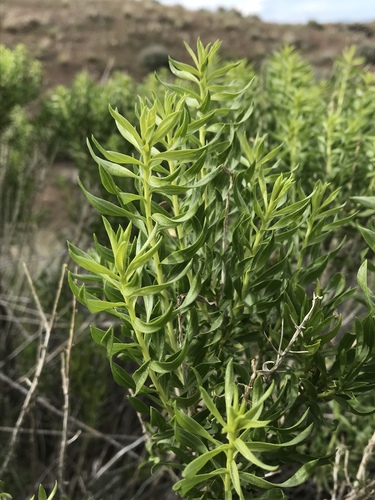 Chrysothamnus viscidiflorus (Yellow Rabbitbrush) (alternate view 5)
