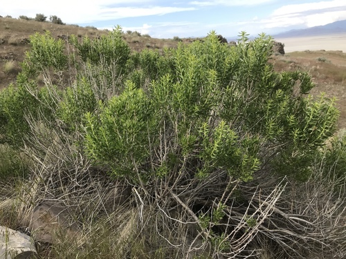Chrysothamnus viscidiflorus (Yellow Rabbitbrush) (alternate view 4)