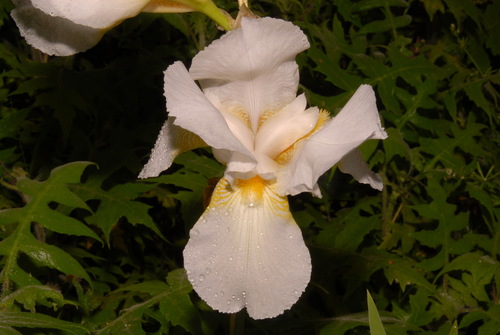Iris × hybrida (alternate view 3)