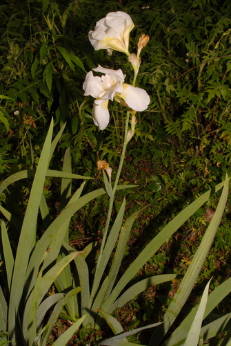 Iris × hybrida (alternate view 4)