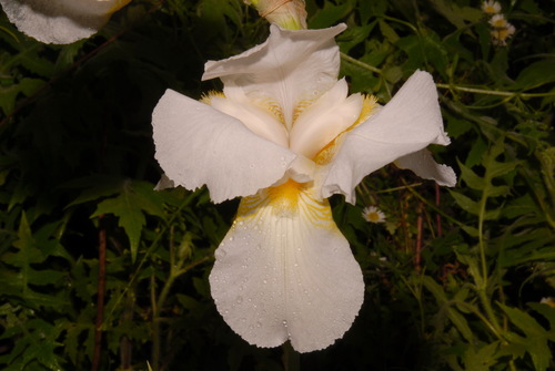 Iris × hybrida (alternate view 5)
