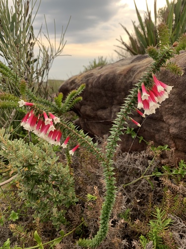 Epacris longiflora (Fuchsia Heath) (alternate view 4)