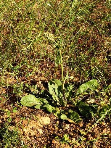 Crepis vesicaria (Beaked Hawksbeard)
