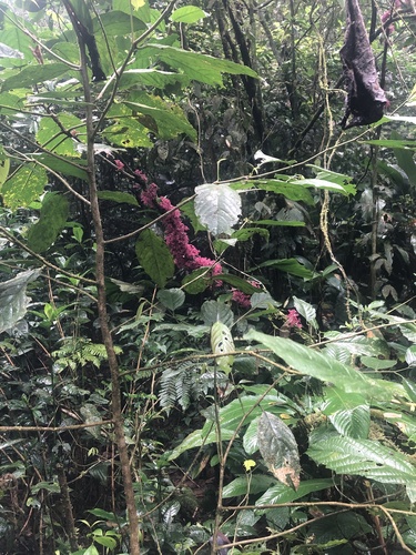 Urera (alternate view 5)