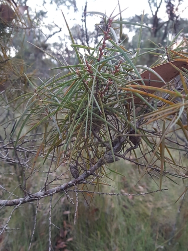 Hakea ulicina (Furze Hakea)