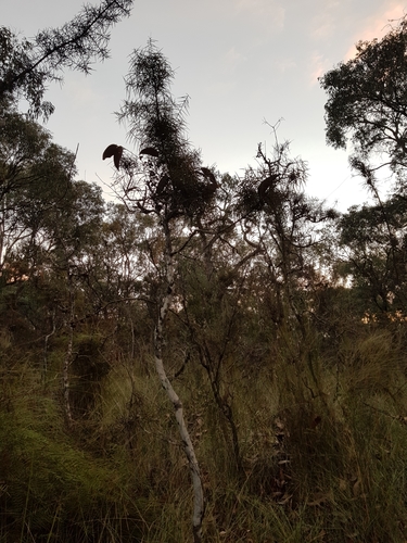 Hakea ulicina (Furze Hakea) (alternate view 2)