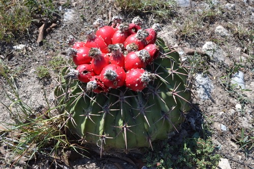 Homalocephala texensis (Horse Crippler Cactus) (alternate view 6)