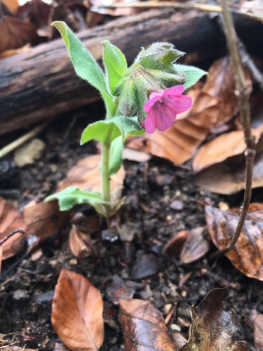 Pulmonaria obscura (Suffolk Lungwort)