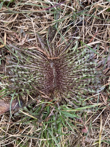 Taraxacum officinale (Dandelion Greens) (alternate view 3)