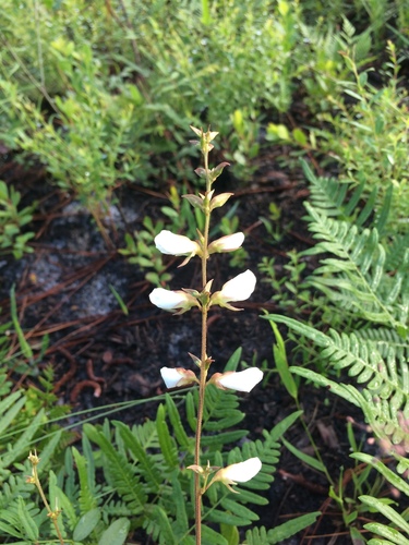Galactia (Milkpeas) (alternate view 9)