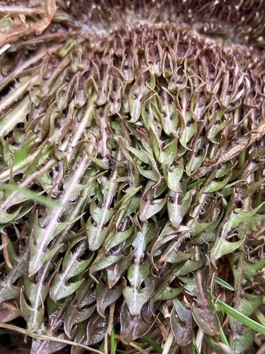 Taraxacum officinale (Dandelion Greens) (alternate view 4)