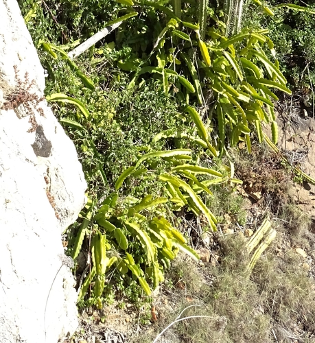Selenicereus undatus (Dragon Fruit) (alternate view 6)