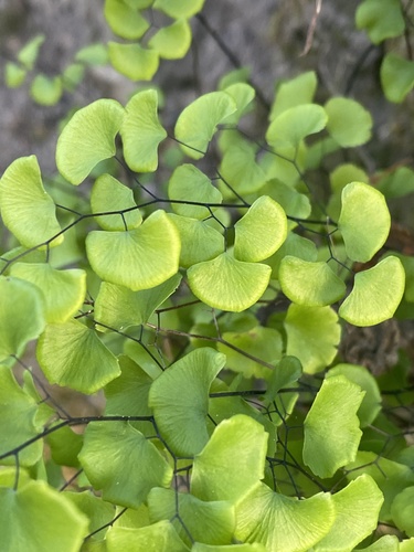 Adiantum jordanii (California Maidenhair Fern) (alternate view 5)