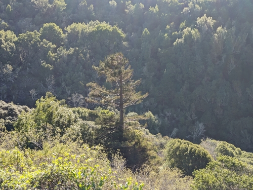 Sequoia sempervirens (Coast Redwood) (alternate view 5)