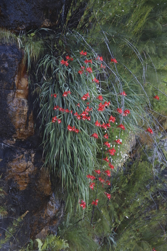 Gladiolus (Gladioli) (alternate view 4)