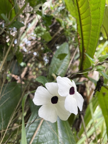 Thunbergia alata (black-eyed Susan vine) (alternate view 5)