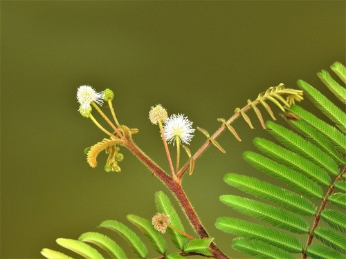 Mimosa (Sensitive Plants) (alternate view 5)