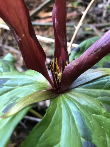 Trillium kurabayashii (giant purple wakerobin)