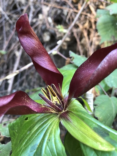 Trillium kurabayashii (giant purple wakerobin) (alternate view 2)