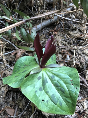 Trillium kurabayashii (giant purple wakerobin) (alternate view 3)