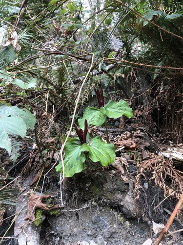 Trillium kurabayashii (giant purple wakerobin) (alternate view 4)