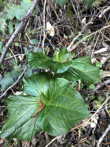 Trillium kurabayashii (giant purple wakerobin) (alternate view 5)