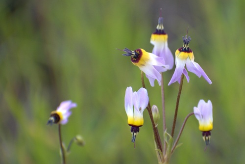 Primula clevelandii (Padre's Shooting Star)