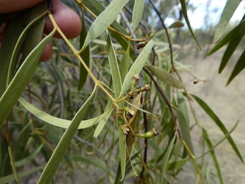 Santalum acuminatum (Desert Quandong) (alternate view 6)