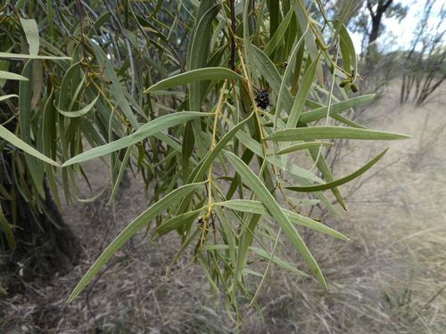 Santalum acuminatum (Desert Quandong) (alternate view 7)
