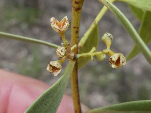 Santalum acuminatum (Desert Quandong) (alternate view 8)