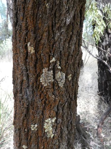 Santalum acuminatum (Desert Quandong) (alternate view 9)