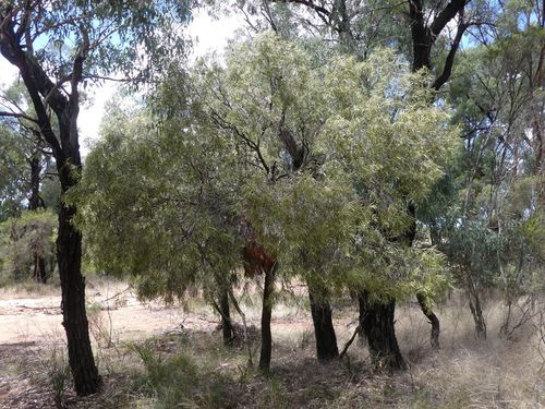 Santalum acuminatum (Desert Quandong) (alternate view 10)