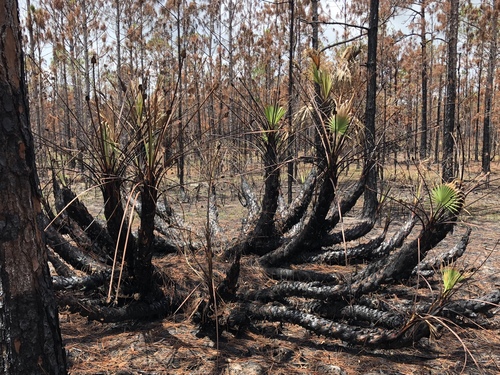 Serenoa repens (saw palmetto) (alternate view 8)