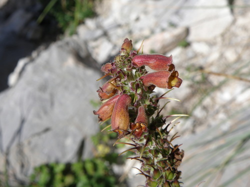 Digitalis parviflora (Small-flowered Foxglove) (alternate view 2)