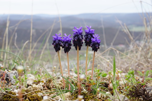 Muscari neglectum (Musk Hyacinth)