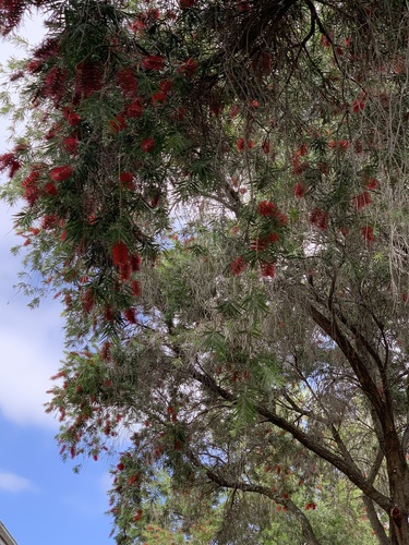 Melaleuca viminalis (weeping bottlebrush) (alternate view 3)
