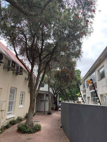 Melaleuca viminalis (weeping bottlebrush) (alternate view 4)