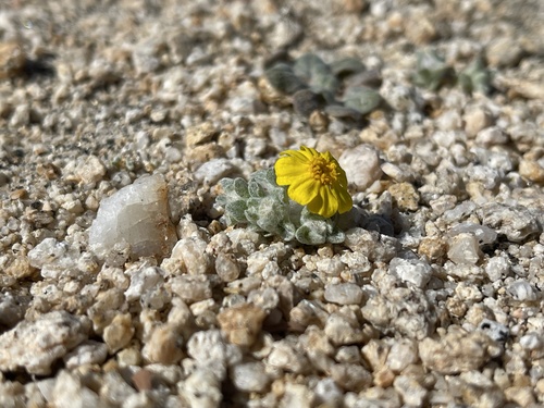 Eriophyllum wallacei (Wallace's woollydaisy) (alternate view 3)