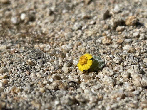 Eriophyllum wallacei (Wallace's woollydaisy) (alternate view 4)