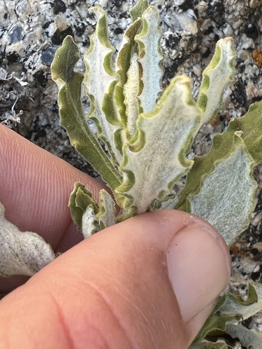 Pseudognaphalium biolettii (two-color rabbit tobacco) (alternate view 9)