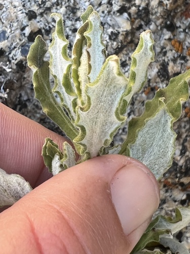 Pseudognaphalium biolettii (two-color rabbit tobacco) (alternate view 10)