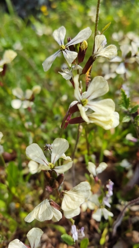 Eruca (alternate view 4)