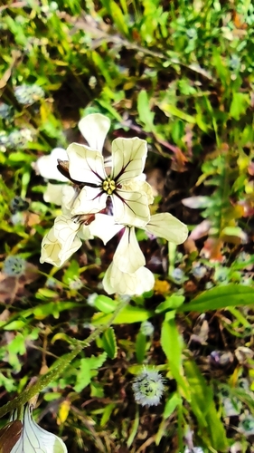 Eruca (alternate view 5)