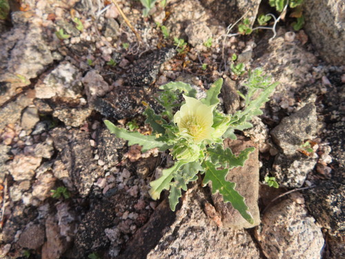 Mentzelia involucrata (sand blazingstar) (alternate view 5)