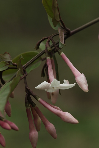 Jasminum (jasmine) (alternate view 7)