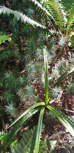 Dawsonia superba (giant moss) (alternate view 4)