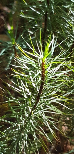 Dawsonia superba (giant moss) (alternate view 5)
